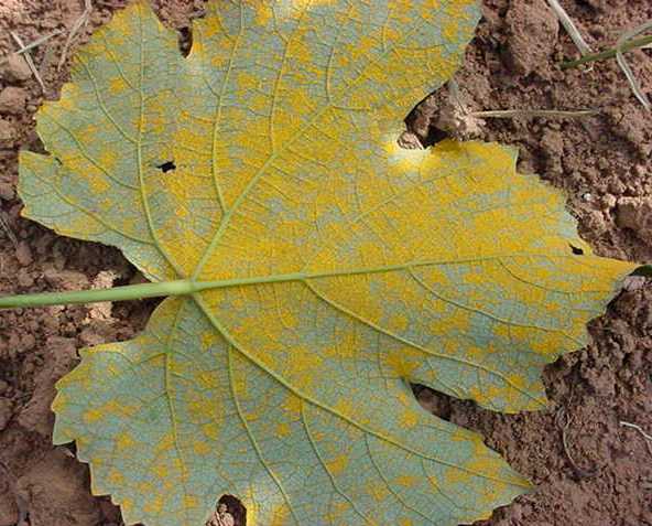 Pó amarelo na face inferior da folha