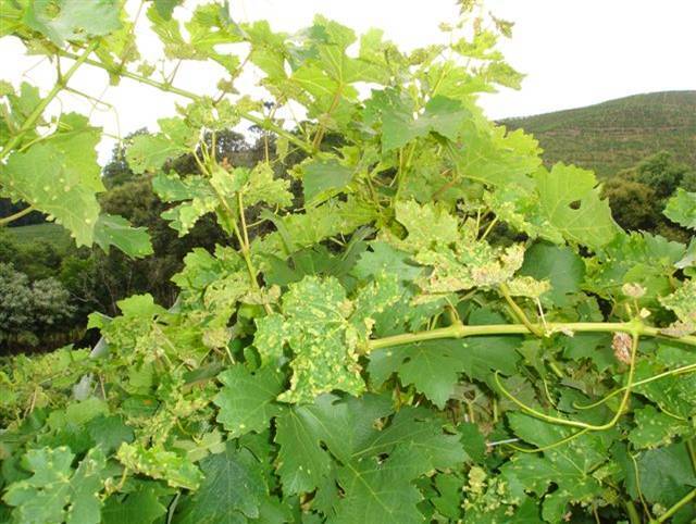 Folhas de Vitis vinifera com galhas na parte inferior