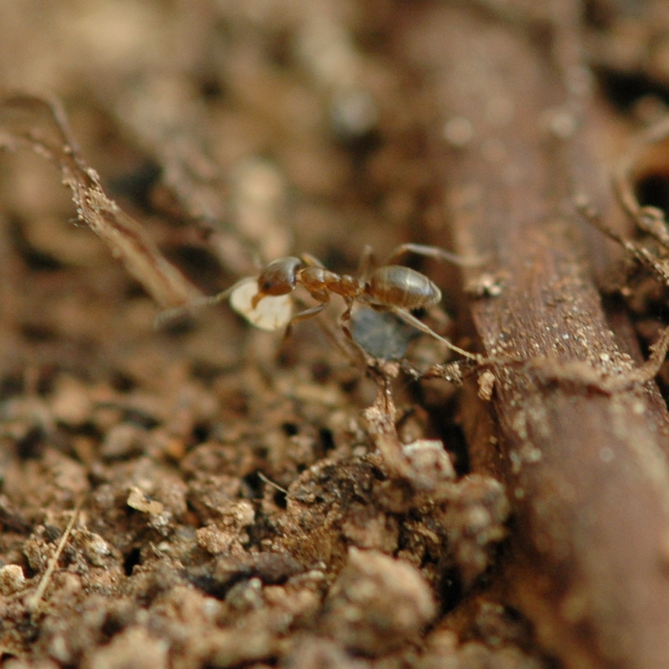 Formiga doceira (<i>Linepithema micans</i>) transportando pérola-da-terra