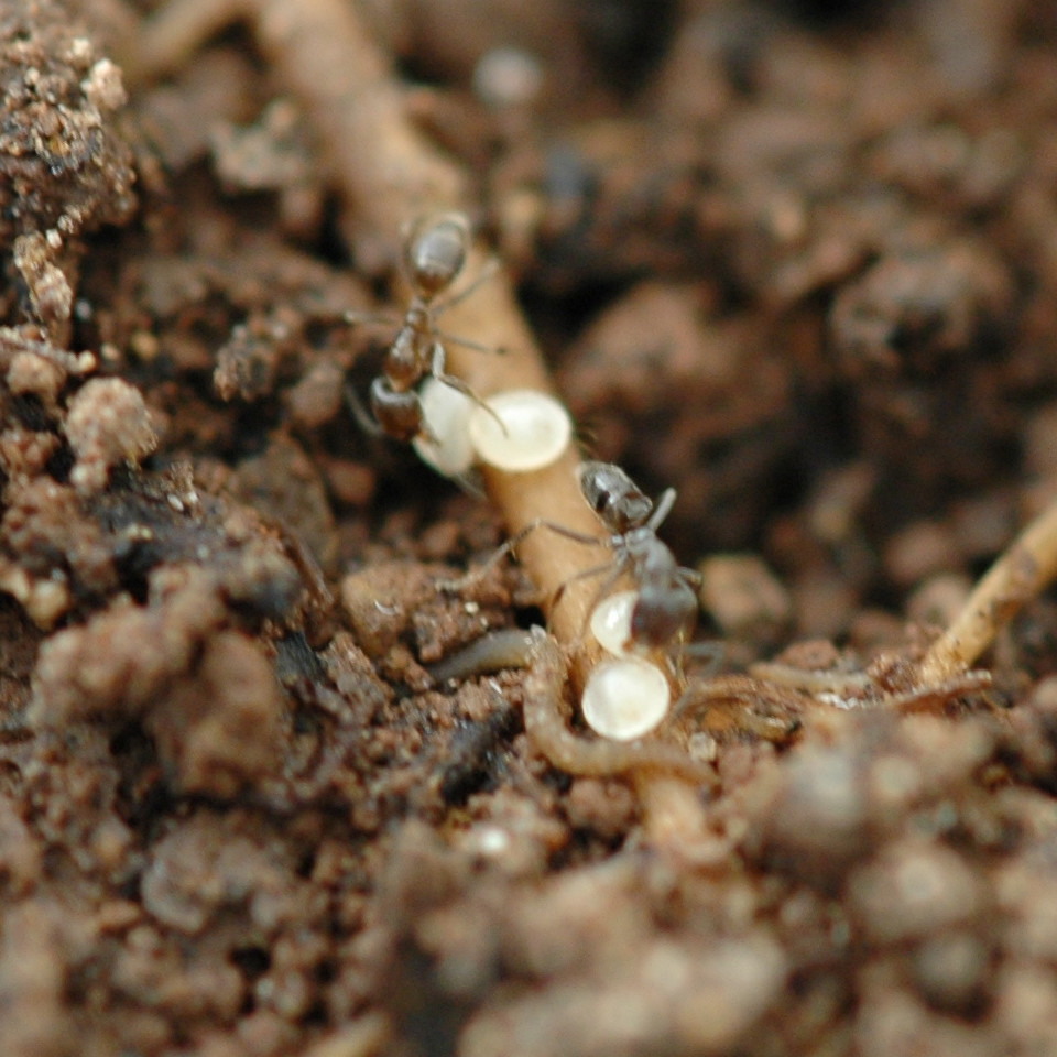 Formigas doceiras (<i>Linepithema micans</i>) transportando pérola-da-terra