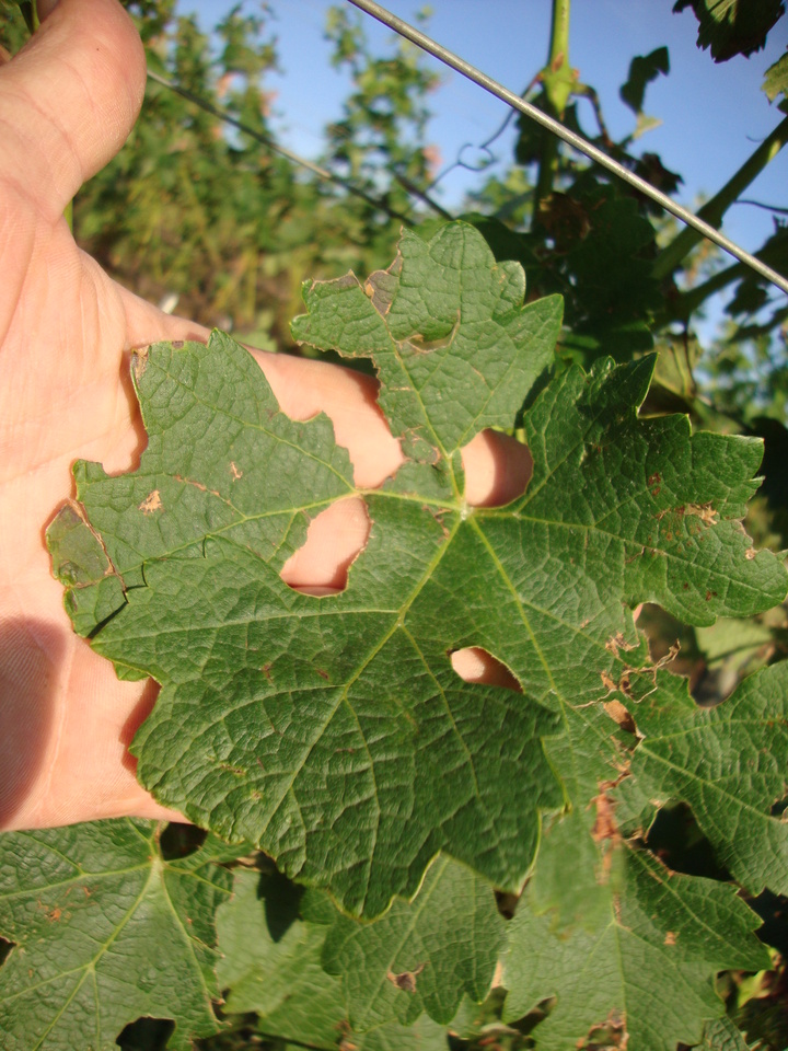Folhas com furos e rasgos irregulares, principalmente nas partes mais expostas da planta