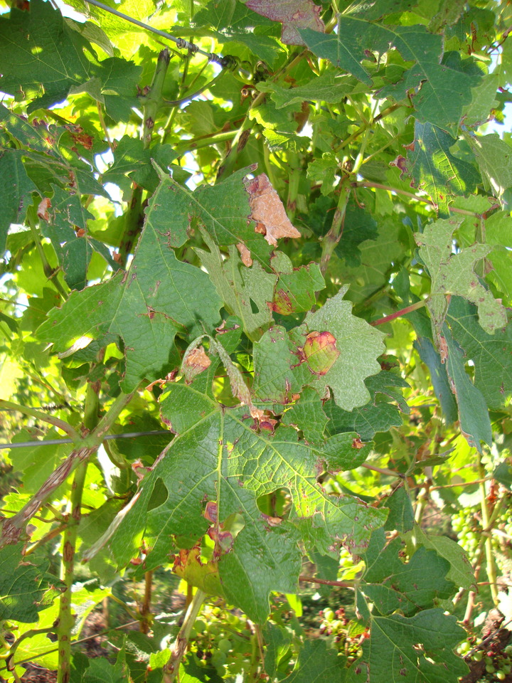 Folhas com furos e rasgos irregulares, principalmente nas partes mais expostas da planta