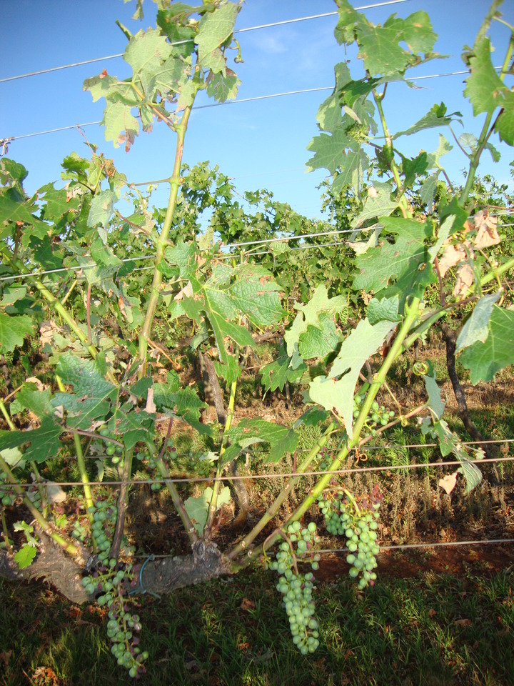 Folhas com furos e rasgos irregulares, principalmente nas partes mais expostas da planta