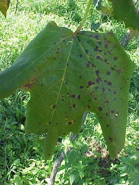Folhas maduras com manchas necróticas de contorno irregular, inicialmente avermelhadas e posteriormente pardo-escuras e pretas, com halo amarelo-esverdeado