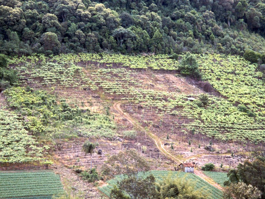 Plantas do parreiral definhando e morrendo