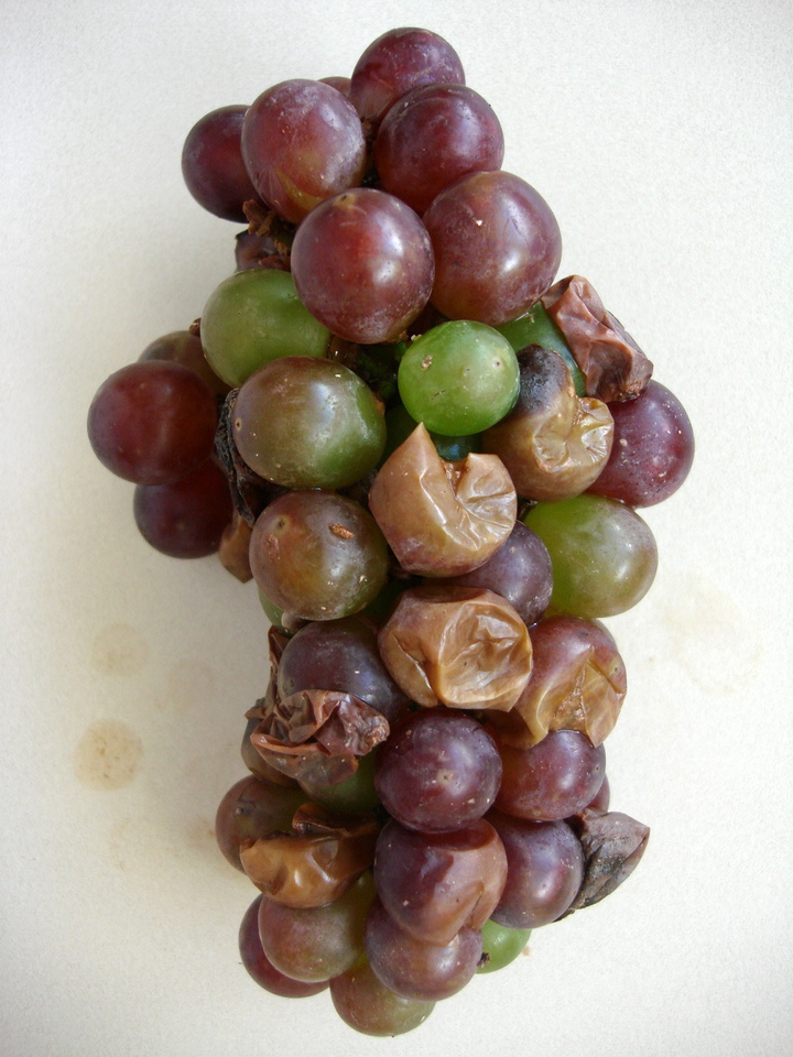 Bagas maduras rachadas, escorrendo suco com odor de vinagre, devido a Podridão Ácida