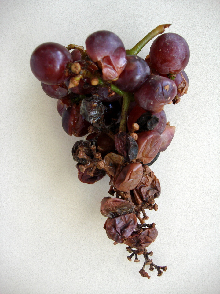 Bagas maduras rachadas, escorrendo suco com odor de vinagre, devido a Podridão Ácida