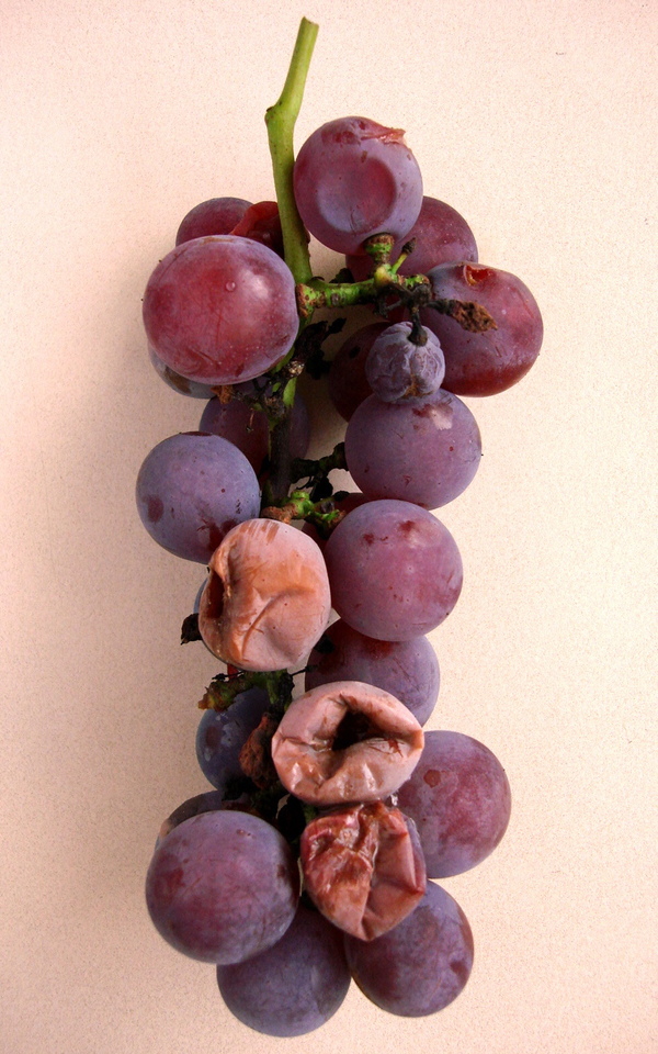 Bagas maduras rachadas, escorrendo suco com odor de vinagre, devido a Podridão Ácida