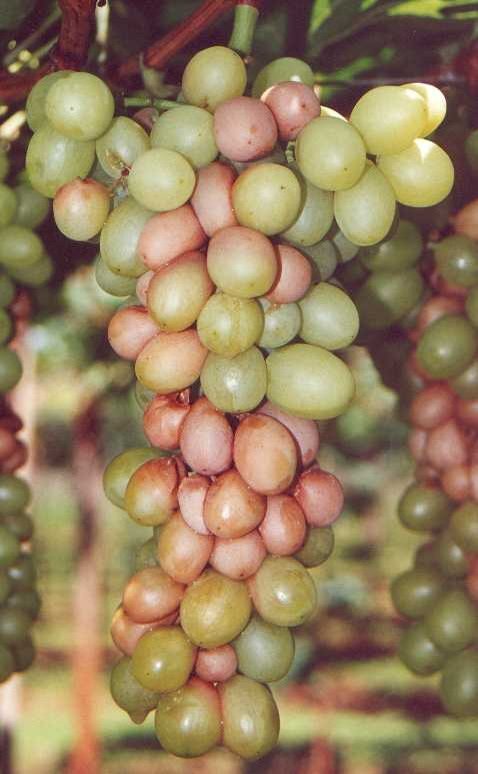 Bagas maduras rachadas, escorrendo suco com odor de vinagre