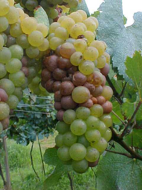 Bagas maduras rachadas, escorrendo suco com odor de vinagre em cv. Chardonnay