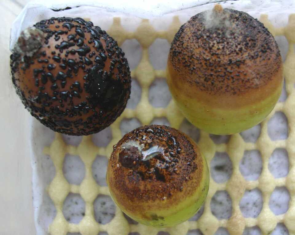 Bagas de cor marrom-avermelhada, com pontos negros grandes, de fungo da Podridão Amarga