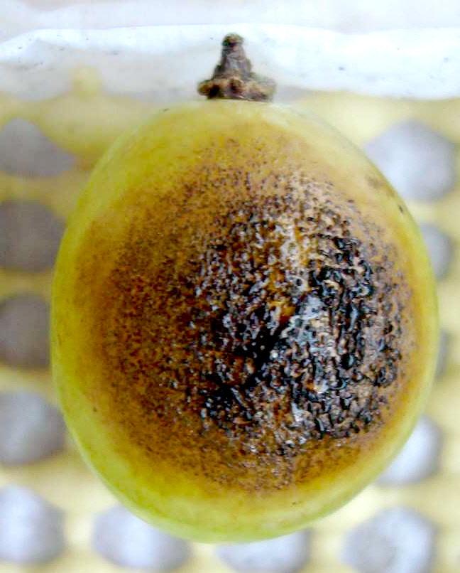 Baga de cor marrom-avermelhada, com pontos negros grandes, de fungo da Podridão Amarga