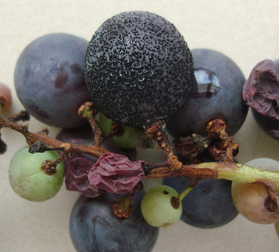 Bagas com pontos negros grandes de fungo da Podridão Amarga