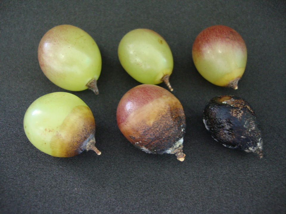 Bagas de cor marrom-avermelhada, com pontos negros grandes em cv. Rubi