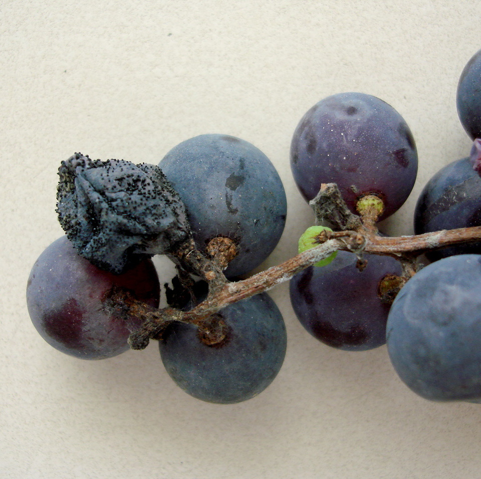 Bagas murchas e secas, com pústulas escuras na superfície, de fungo da Podridão Amarga