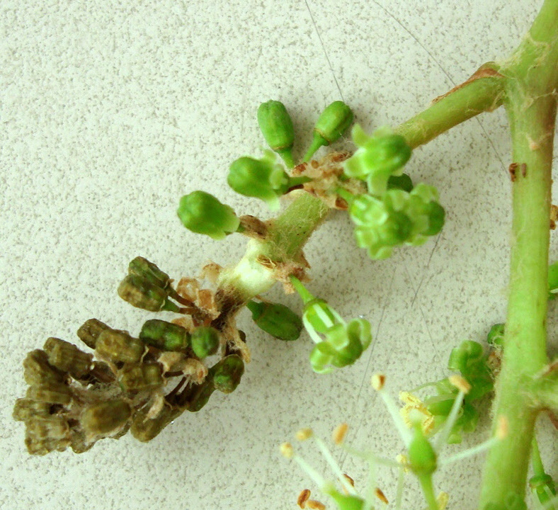 Inflorescencia seca, em que botões florais escurecem e caem, devido a Podridão Cinzenta