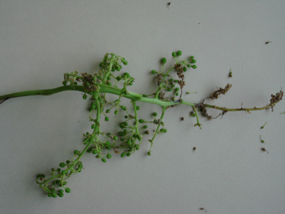 Inflorescencia seca, em que botões florais escurecem e caem