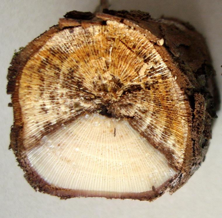 Escurecimento em forma de cunha (em 'V') num corte dos ramos doentes, causado por Podridão-descendente