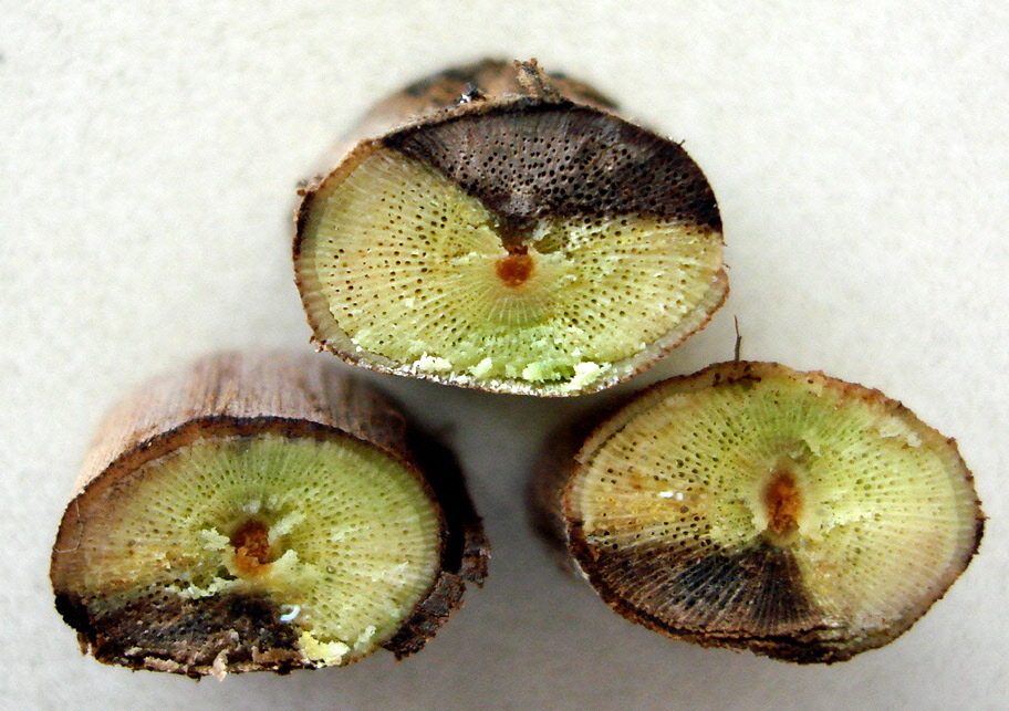 Ramos novos com lesões escuras em forma de 'V', num corte transversal, causado por Podridão-descendente