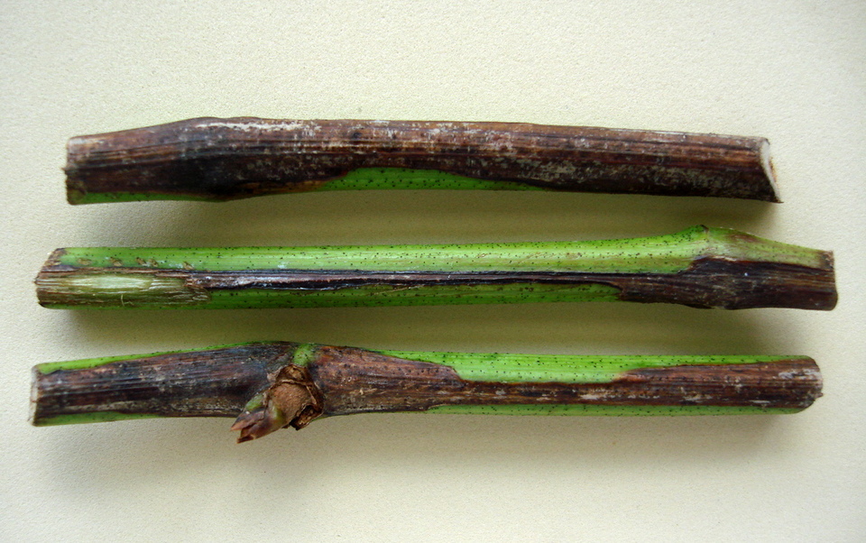 Ramos verdes com cancros castanho-escuros, causados por Podridão-descendente