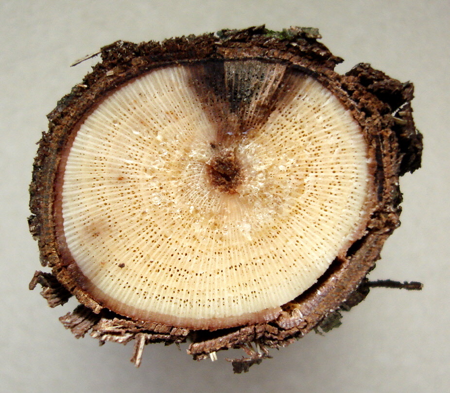 Escurecimento em forma de cunha (em 'V') num corte dos ramos doentes, causado por Podridão-descendente