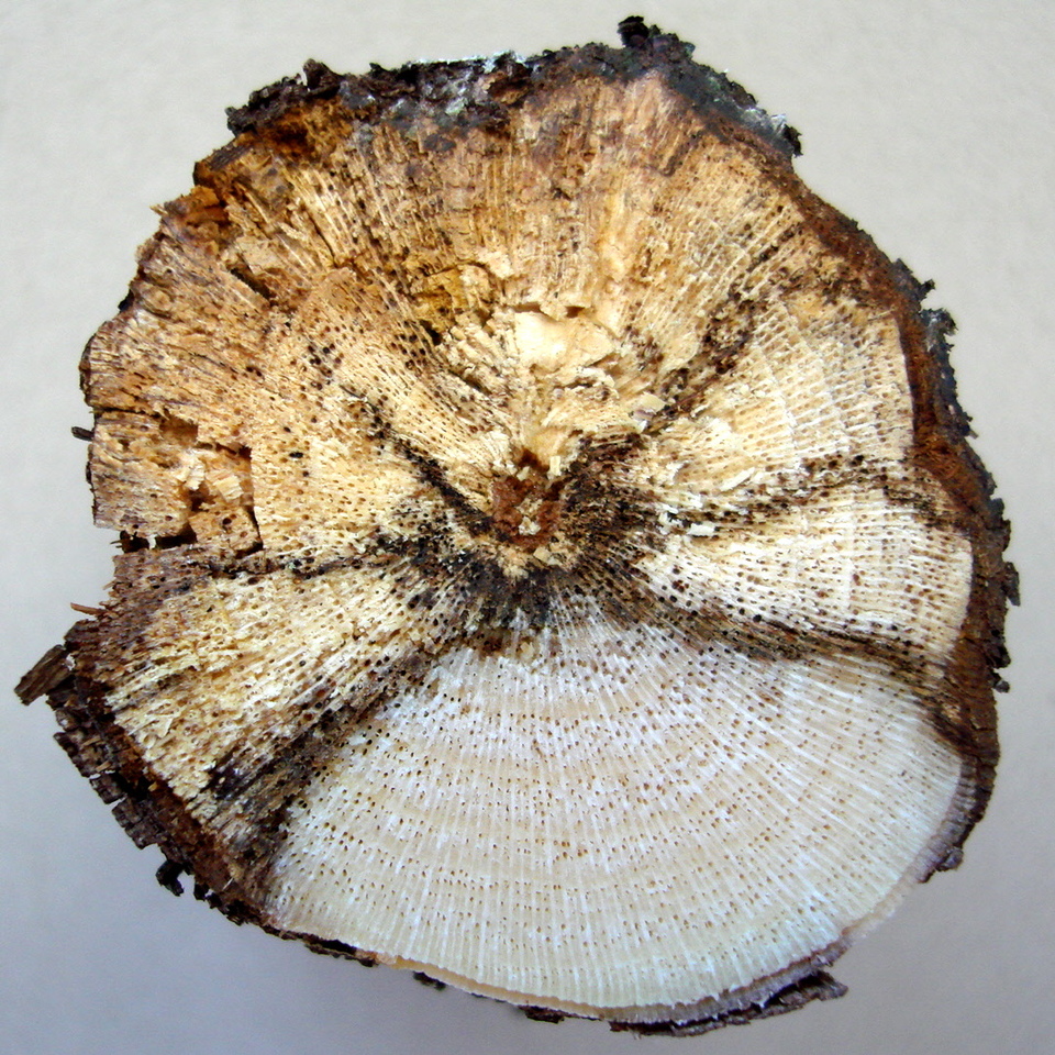 Escurecimento em forma de cunha (em 'V') num corte dos ramos doentes, causado por Podridão-descendente