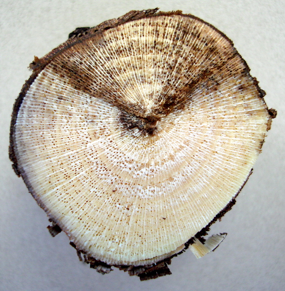 Escurecimento em forma de cunha (em 'V') num corte dos ramos doentes, causado por Podridão-descendente