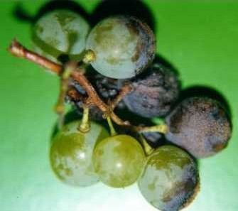 Bagas com manchas de cor marrom-avermelhada, com pontos cinza-escuros pequenos