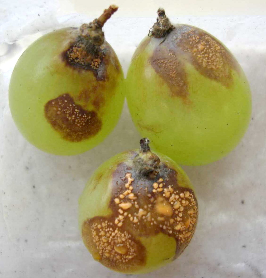 Bagas com manchas marrom-avermelhadas, das quais sai uma massa rosa-alaranjada de Glomerella