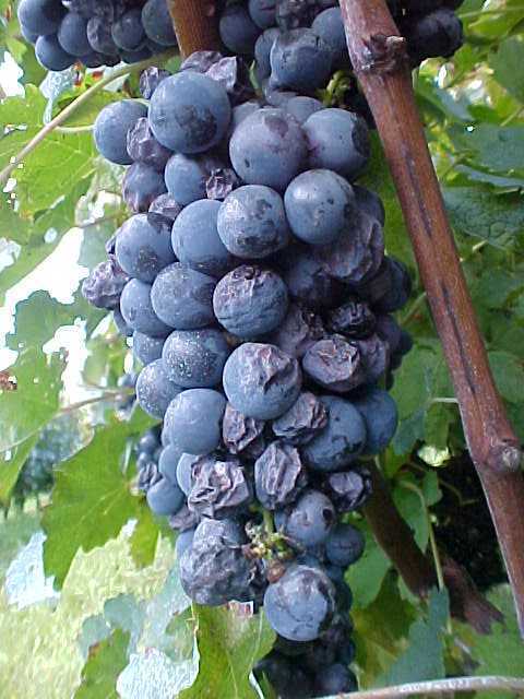 Bagas murchas, enrugadas e mumificadas em cv. Cabernet Sauvignon