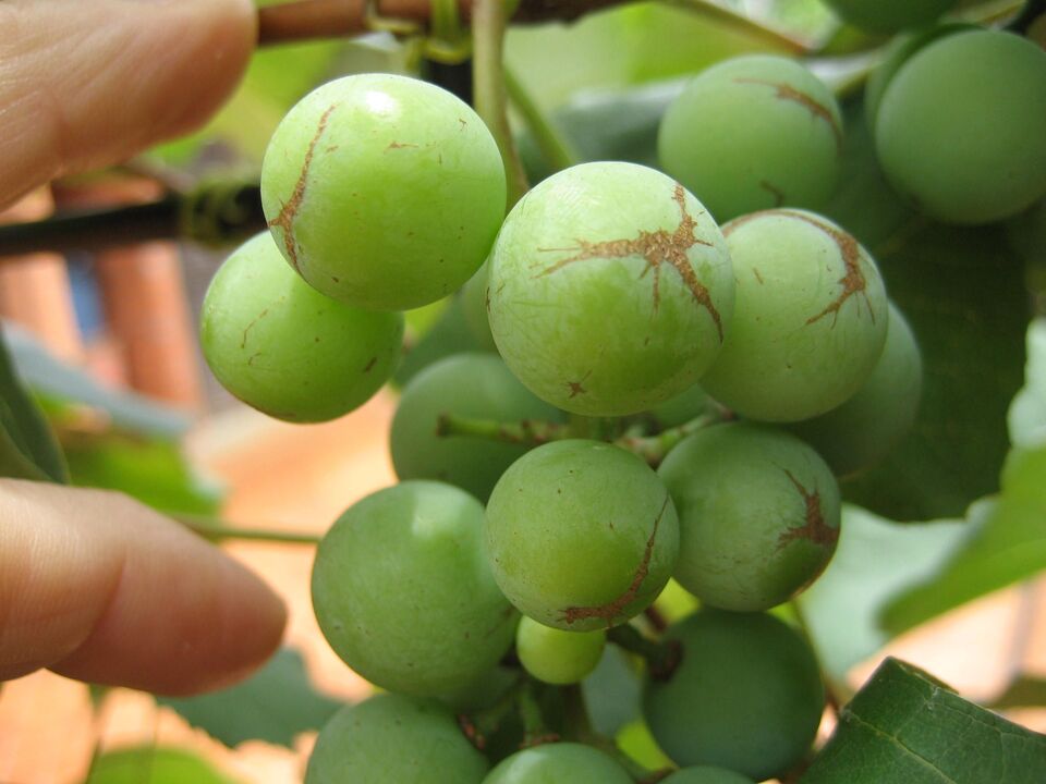 Bagas com cicatrizes marrons secas (causadas por alimentação)