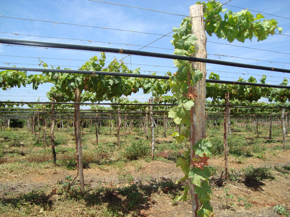 Brotação fraca, baixo vigor e crescimento reduzido da planta, devido a virose